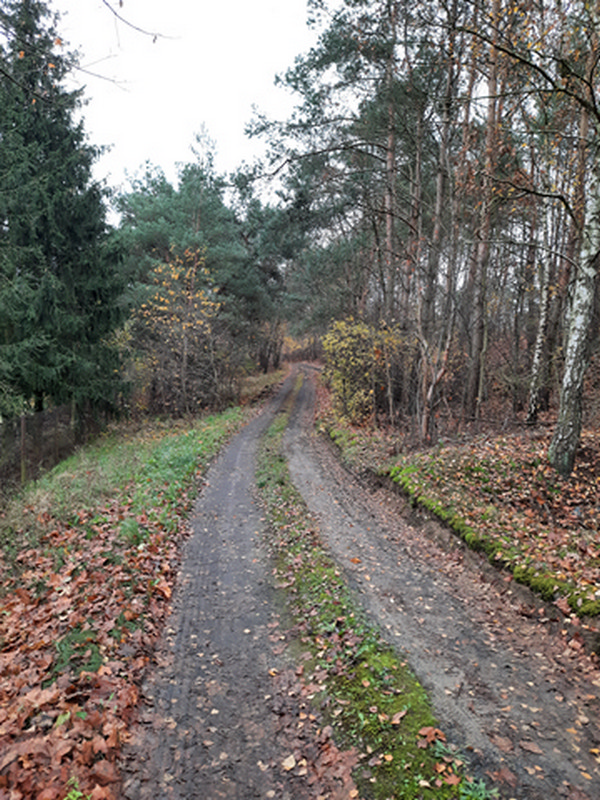 leśna droga jesienią