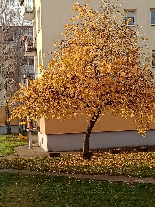 piękne rozłożyste drzewo z przebarwionymi na żółto liśćmi, w tle widać blok