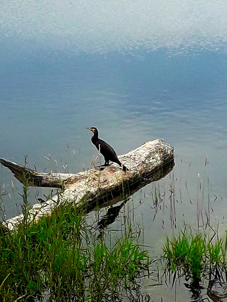 kormoran siedzący na wystającym w kierunku wody konarze