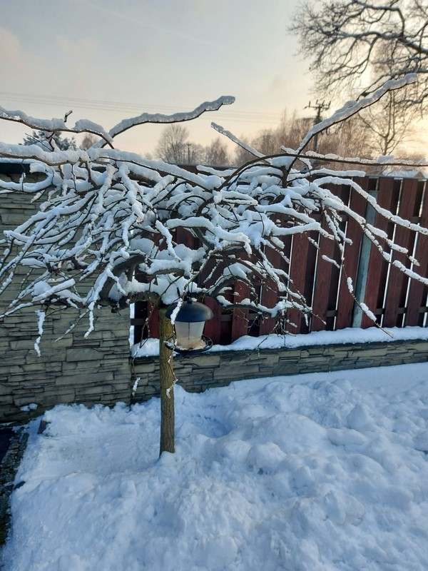 ciekawe, rozłożyste drzewo w ogrodzie z ośnieżonymi gałęźmi. Na jednej z nich wisi karmnik dla ptaków