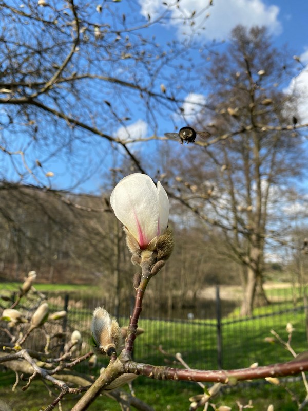 Kwiat kwiatnącej magnolii na gałęzi, w tle niebieskie niebo z białymi obłokami